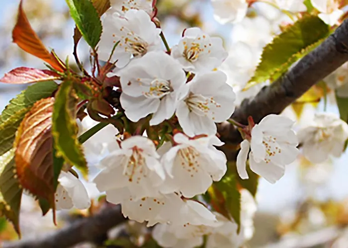 Casas Rurales Acebuche , Cerezo En Flor & Valle Del Ambroz Casas del Monte