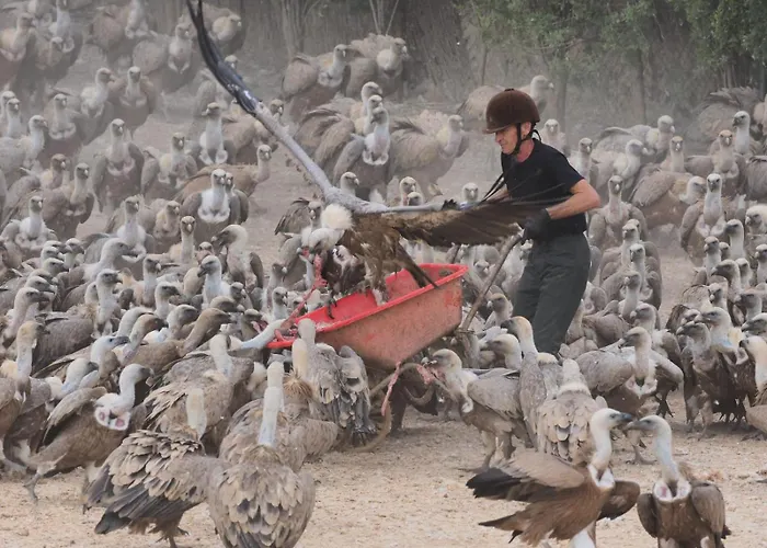 Observatorio de Buitres Mas de Bunyol Valderrobres
